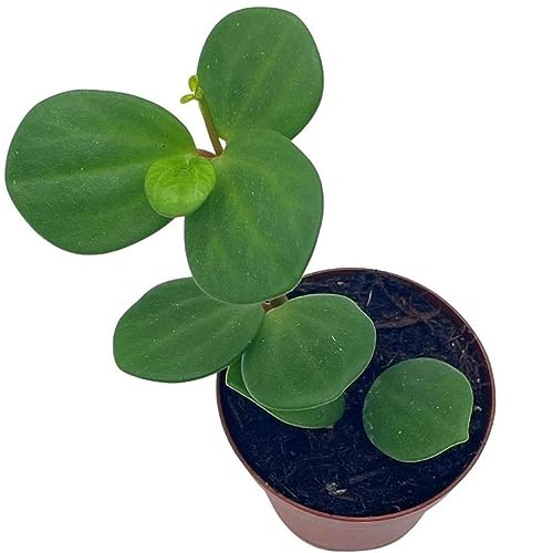 Peperomia Hope, 2 inch, Trailing Jade peperomia rotundifolia Tiny Mini Pixie Plant