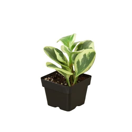 Peperomia 'Marble' - 3" Pot | Live Indoor Plant