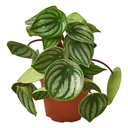 Peperomia 'Watermelon' Live Plant for Indoor