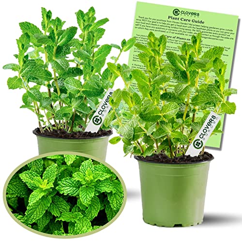 Peppermint Mint Herb Plants