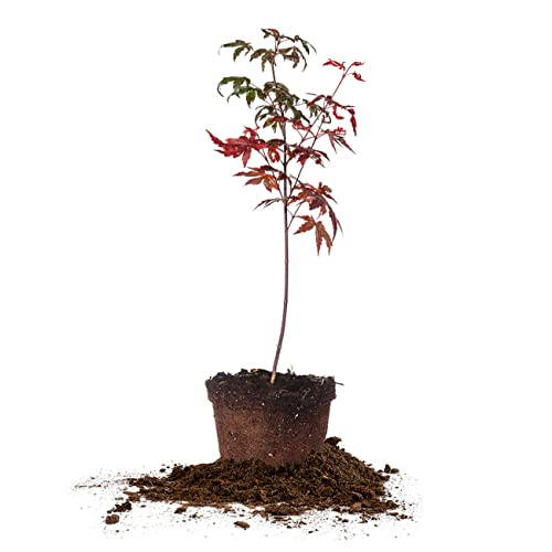 PERFECT PLANTS Bloodgood Japanese Maple Tree 1-2 Feet