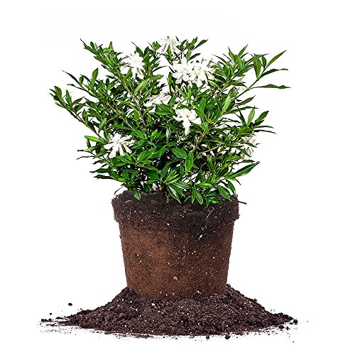 Perfect Plants Frostproof Gardenia Live Plant, 1 Gallon