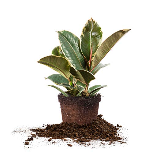 PERFECT PLANTS Variegated Rubber Plant | Ficus Elastica 'Tineke' | Live Indoor Houseplant | Unique Home Décor, 6in. Grower's Pot