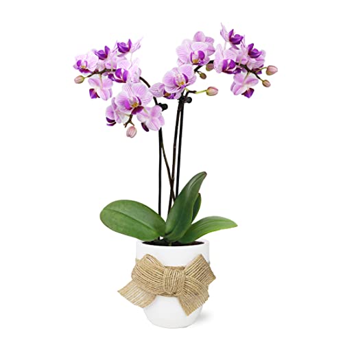 Pink Orchid in White Ceramic with Burlap Bow