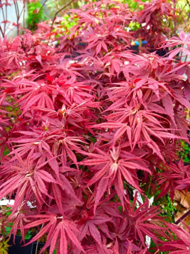 Pixie Dwarf Japanese Maple 1 - Year Live Tree