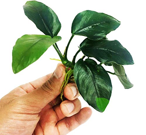 Planterest Anubias Nana Thick Leaf Rhizome