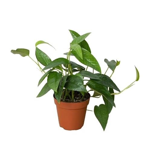 Pothos 'Cebu Blue' - 4" Pot | Live Indoor Plant