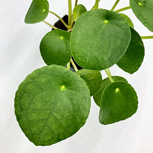 Premium Chinese Money Plant