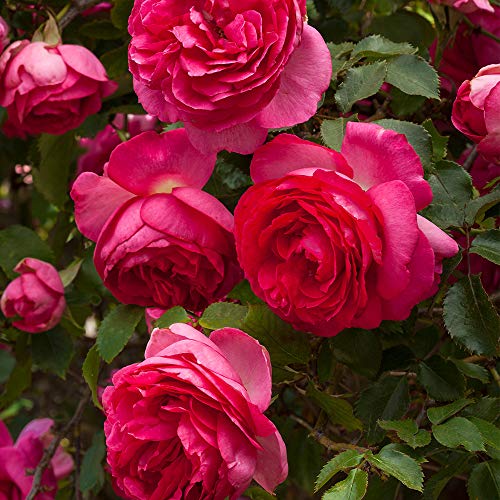 Pretty in Pink Eden Climber® - Heirloom Roses Climbing Rose