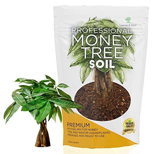 Professional Money Tree Soil for Indoor Plant Growth