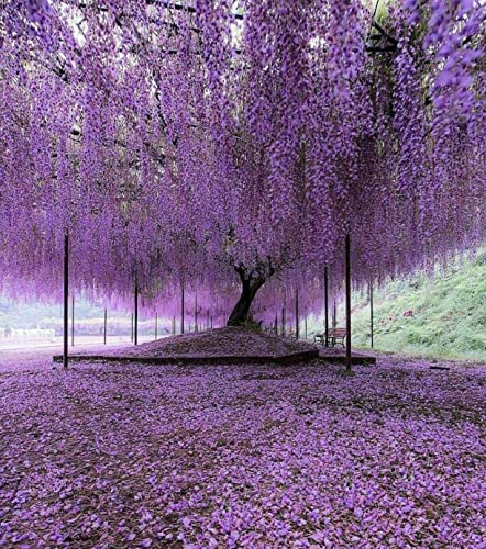 Purple Chinese Wisteria Tree - 6-12" Tall Seedling - 2.5" Pot - Live Plant - Wisteria sinensis