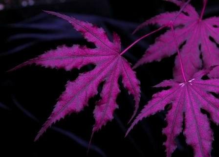 Purple Ghost Japanese Maple