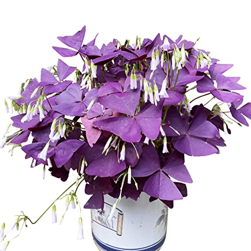 Purple Shamrocks Bulbs - Grows Indoor or Outdoor