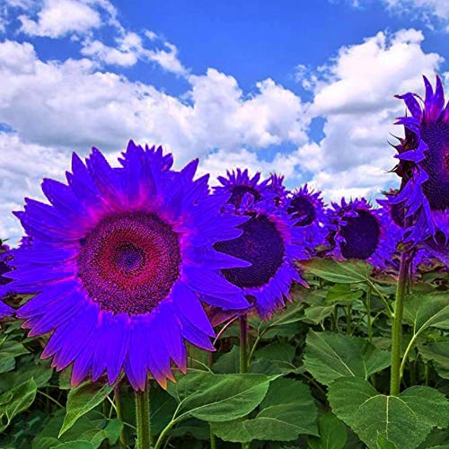 Purple Sunflower Seeds for Home Garden Decor