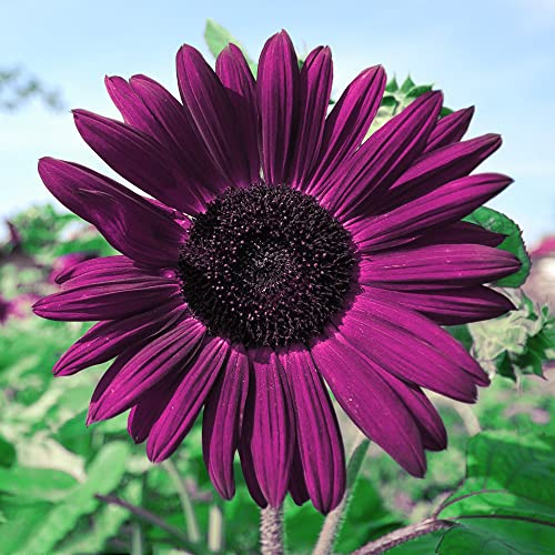 Purple Sunflower Seeds for Planting