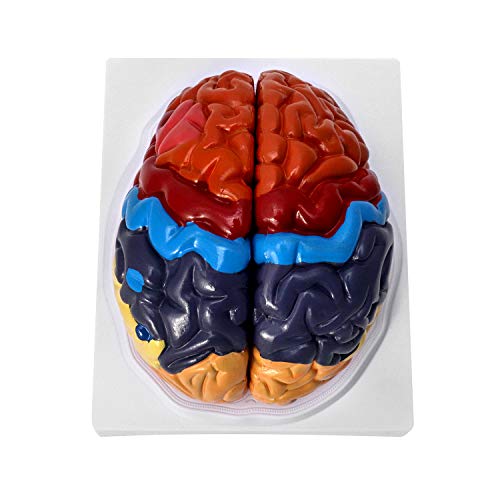 QWORK Life-Size Human Brain Anatomical Model