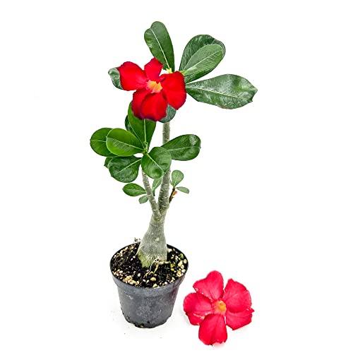 ragnaroc Live Succulents - Adenium Obesum Desert Rose