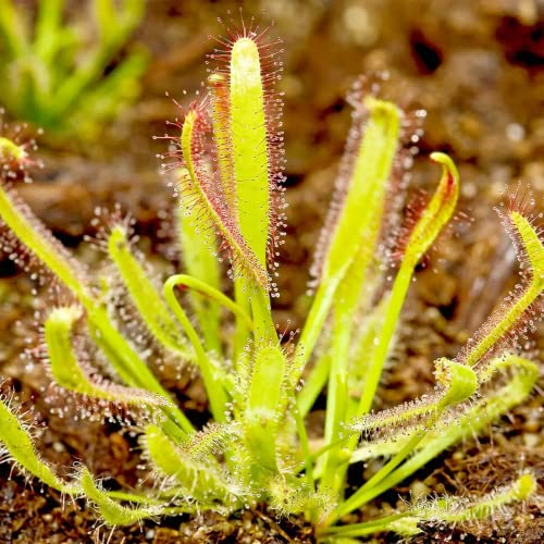 Rare Cape Drosera Sundew Seeds for Exotic Carnivorous Plants