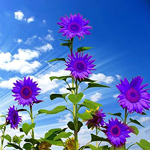 Rare Purple Sunflower Seeds for Home Decoration - QAUZUY GARDEN