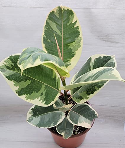 Rare Variegated Rubber Plant Ficus elastica Tineke, Ficus Tineke in 3" Pot by 3Exoticgreen
