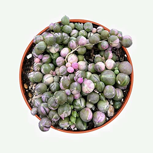 Rare Variegated String of Pearls Succulent - Live Plant for DIY Home Décor