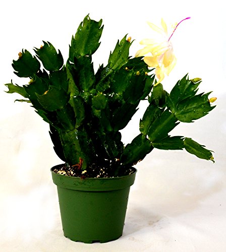 Rare Yellow Christmas Cactus Plant - Zygocactus