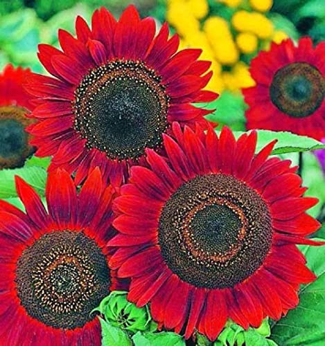 RattleFree Velvet Queen Sunflower Seeds for Planting | Heirloom | Non-GMO | 50 Sunflower Seeds per Planting Packet | Fresh Garden Seeds