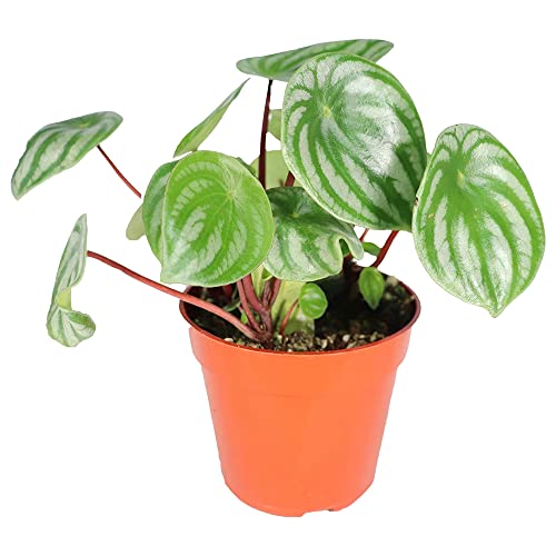 Real Watermelon Peperomia Plant