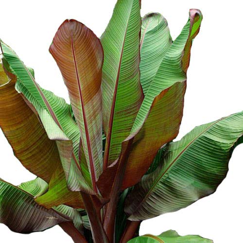 Red Abyssinian Banana - A Stunning Tropical Addition