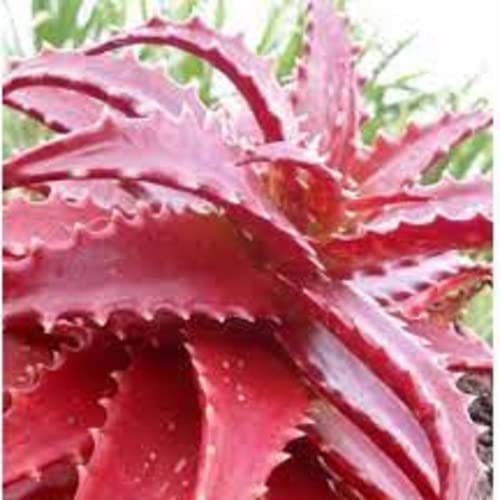 Red Aloe Vera Plant Seed 100 Seeds: Great Desktop Bonsai for Garden