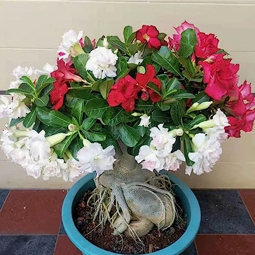 Red and White Desert Rose Plant