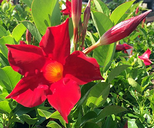 Red Brazilian Jasmine Plant - Indoors/Out - Mandevilla