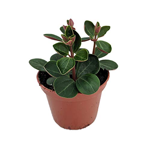 Red Ecuador Peperomia - 2.5" Pot