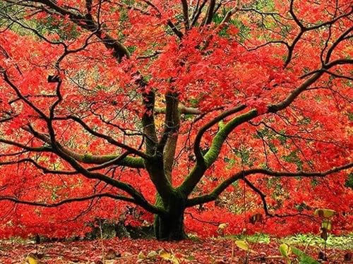 Red Japanese Maple - Live Plant