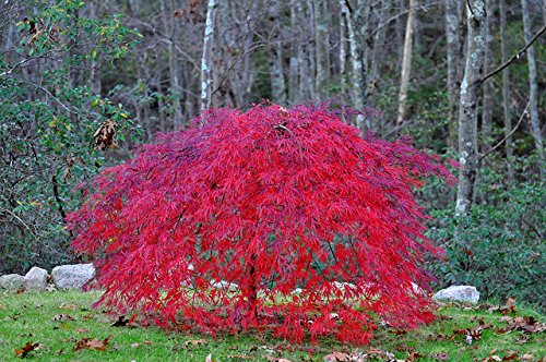 Red Laceleaf Weeping Japanese Maple Plant