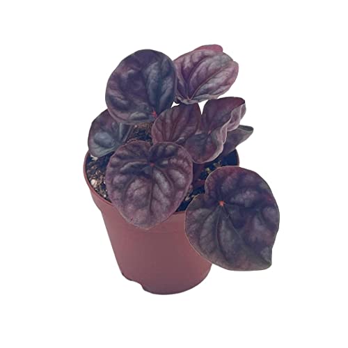 Red Peperomia Mini Pixie Plant