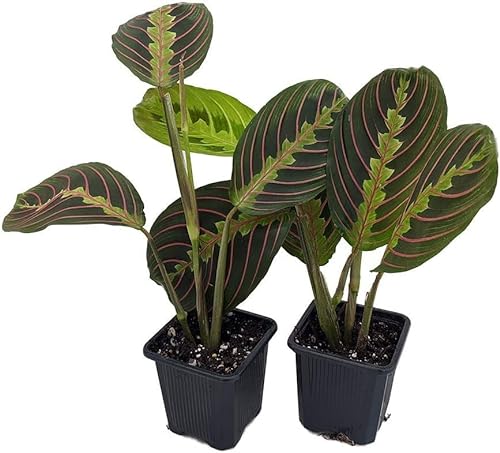 Red Prayer Plant - 2 Pack