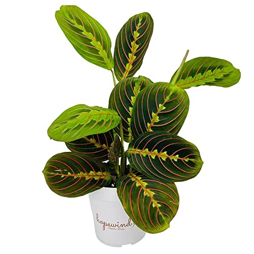 Red Prayer Plant - Hopewind Plants Shop