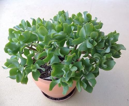 Ripple Jade Live Plant in 3.5" Pot