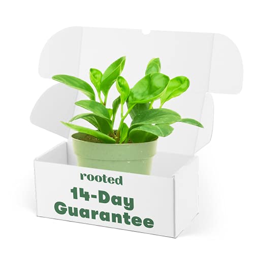 Rooted® Baby Rubber Plant