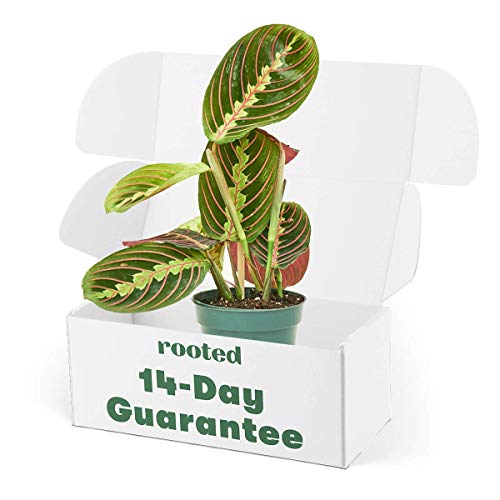 Rooted® Red Prayer Plant - Maranta Leuconeura