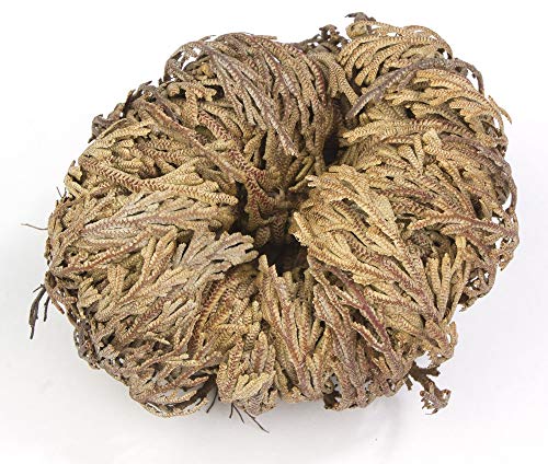 Rose of Jericho Flower: A Sacred and Miraculous Plant