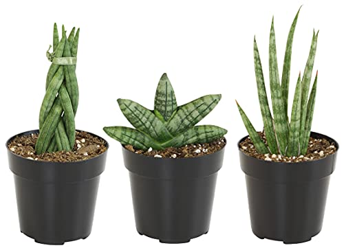 Sansevieria Assorted Plants