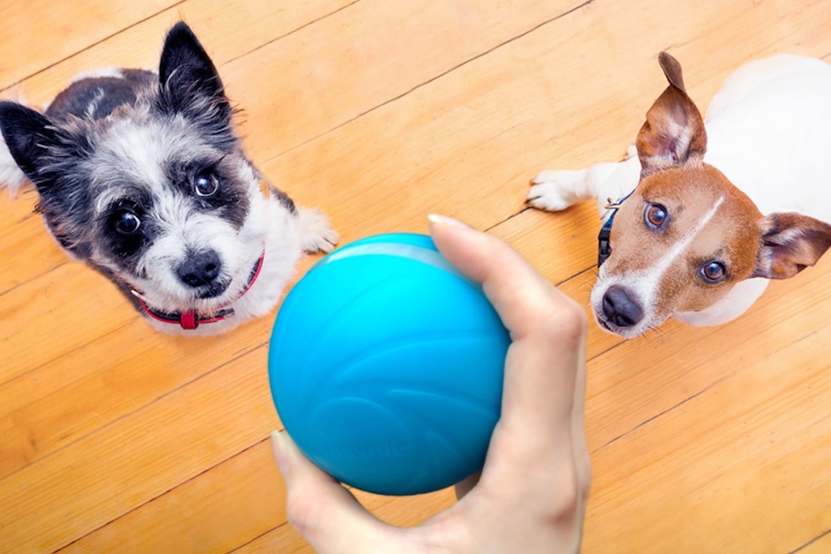 Save Big On The Wicked Ball Interactive Pet Toy This Black Friday!
