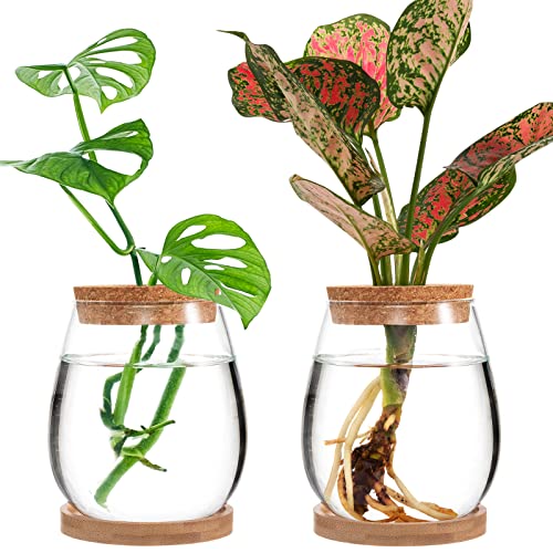 Separate Desktop Plant Terrarium