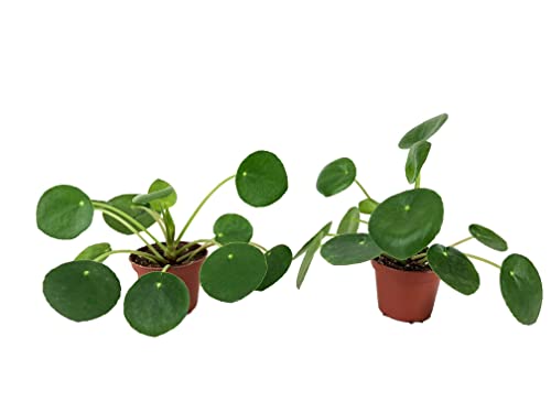 Set of 2 Pilea peperomioides Plants (2" Pot) (Chinese Money Plant/Pancake Plant/UFO Plant)