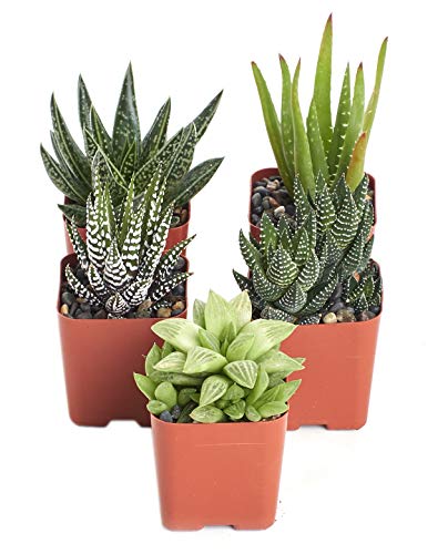 Shop Succulents Alluring Collection