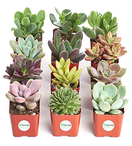 Shop Succulents Variety Pack of Mini Succulents | Collection of 12