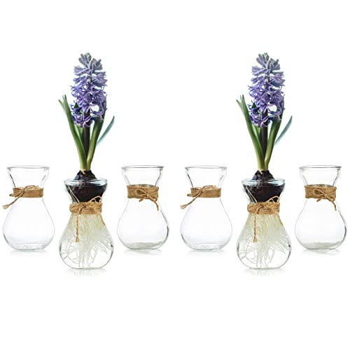 Small Glass Vases for Centerpieces - Hewory 6pcs Clear Mini Hyacinth Avocado Growing Bud Vase Bulk, Cute Tiny Flower Bulb Forcing Plant Containers Set for Wedding Home Living Room Table Decorations