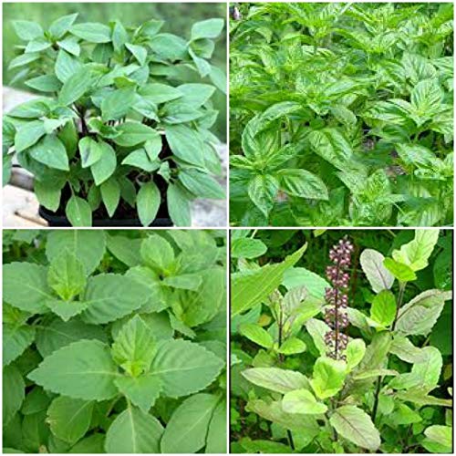 SmartMe HOLY Basil Plants - Live Plants 5 to 7 INCHES